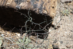Eriogonum apiculatum