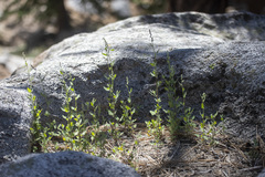 Chenopodium fremontii