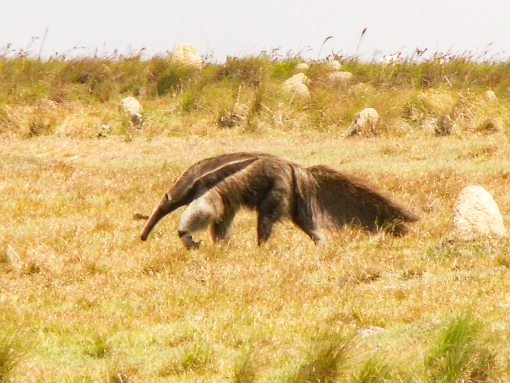 Giant Anteater