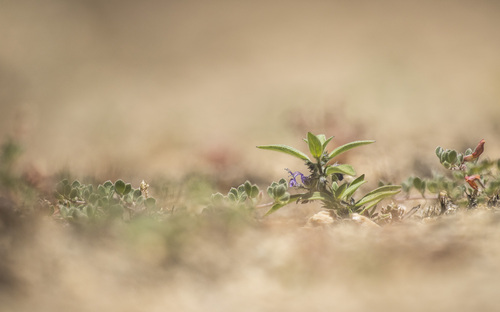 Trichostema austromontanum ssp. compactum