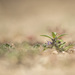 Trichostema austromontanum compactum - Photo (c) Colin Barrows, algunos derechos reservados (CC BY-NC), subido por Colin Barrows