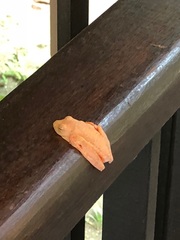 Rhacophorus pardalis