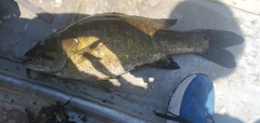Micropterus dolomieu