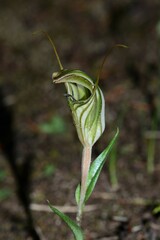 Pterostylis dolichochila
