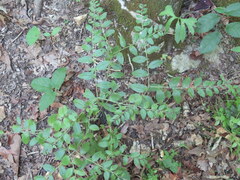 Lithospermum tuberosum