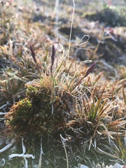 Festuca hyperborea