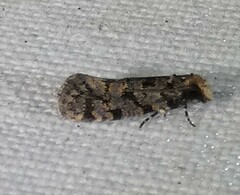 Amydria margoriella