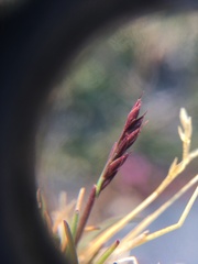 Festuca hyperborea
