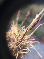 Festuca hyperborea