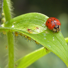 Macrosiphum lilii