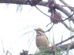 Vireolanius melitophrys
