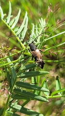 Trigonarthris subpubescens