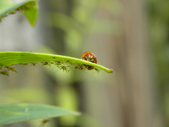 Macrosiphum lilii