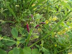 Norvellina chenopodii