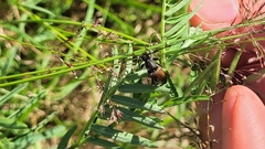 Trigonarthris subpubescens