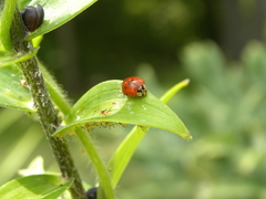Macrosiphum lilii