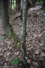 Fomitopsis betulina