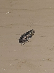 Xestocephalus tessellatus
