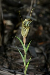 Pterostylis dolichochila