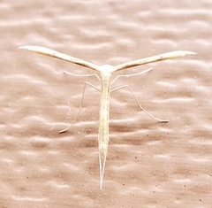 Hellinsia paleaceus
