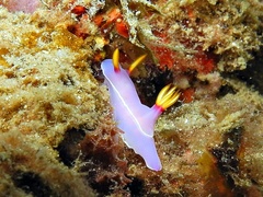 Hypselodoris bullockii