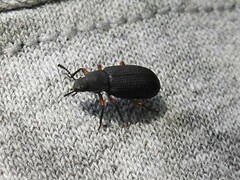 Haplandrus fulvipes