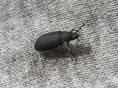 Haplandrus fulvipes