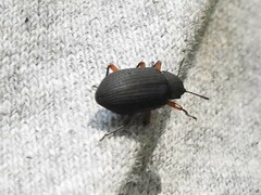 Haplandrus fulvipes
