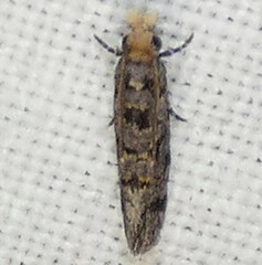 Amydria margoriella