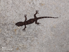Hemidactylus mabouia