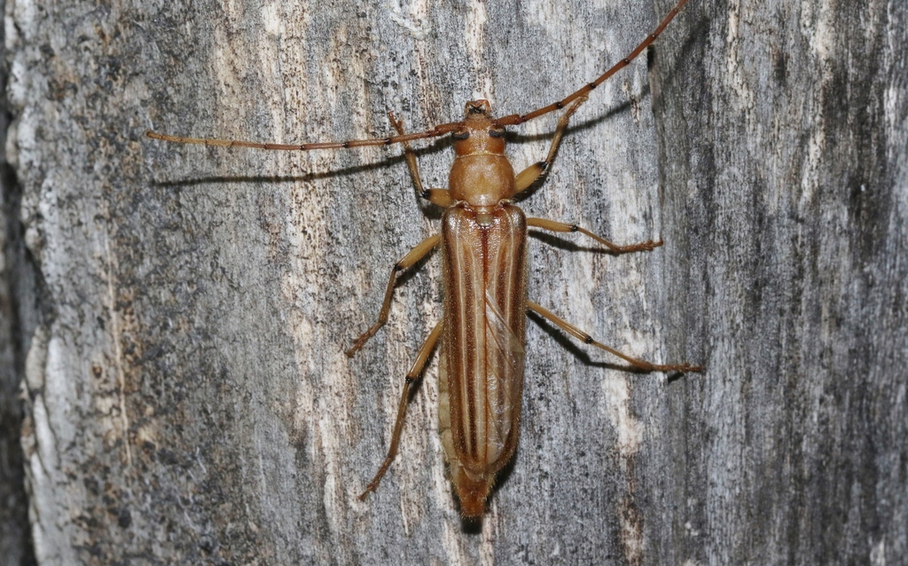Malacopterus
