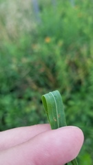 Euthamia graminifolia nuttallii