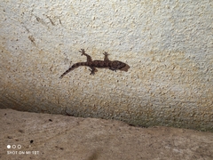 Hemidactylus mabouia