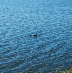 Melanitta perspicillata