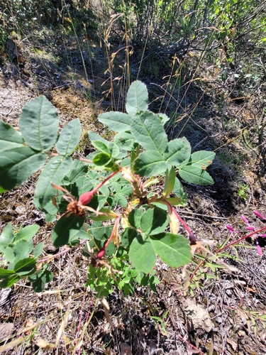 Prickly Wild Rose