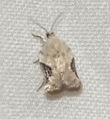 Acleris subnivana
