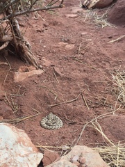 Crotalus oreganus concolor