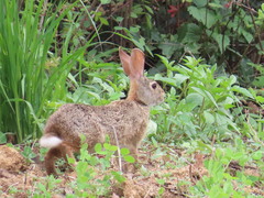 Sylvilagus cunicularius