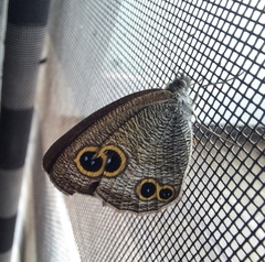 Ypthima multistriata