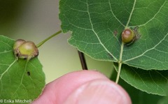 Harmandiola