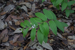Maianthemum flexuosum