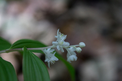Maianthemum flexuosum