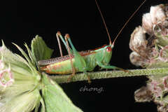 Conocephalus bidentatus