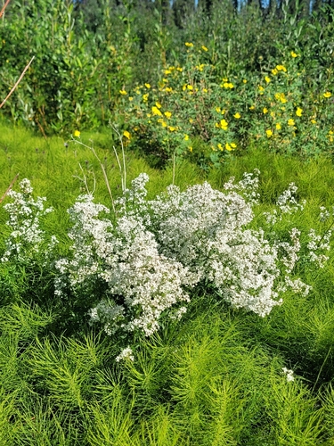 Northern Bedstraw