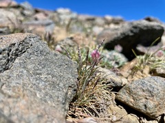 Festuca minutiflora