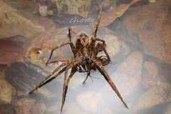 Dolomedes raptor