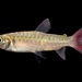 Chalceus macrolepidotus - Photo (c) ncfishes, algunos derechos reservados (CC BY-NC)