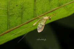 Regulaneuria cingulata