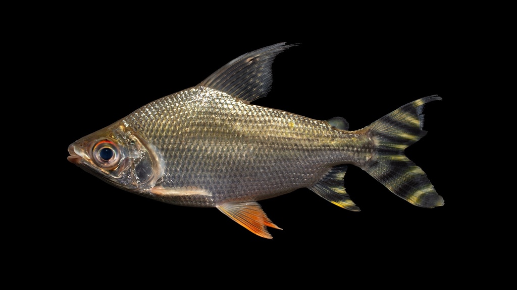 Kissing Prochilodus