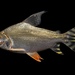 Flagtail Prochilodus - Photo (c) ncfishes, some rights reserved (CC BY-NC)